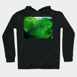 The fern outside my door Hoodie